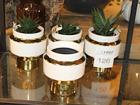 Vier vazen waarvan drie met cactus hoogte 15 cm. - afbeelding 1 van  2