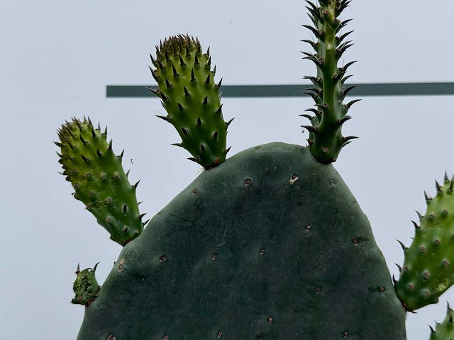 Vijgcactus - opuntia vulgaris - hoogte ca. 50 cm - afbeelding 3 van  3