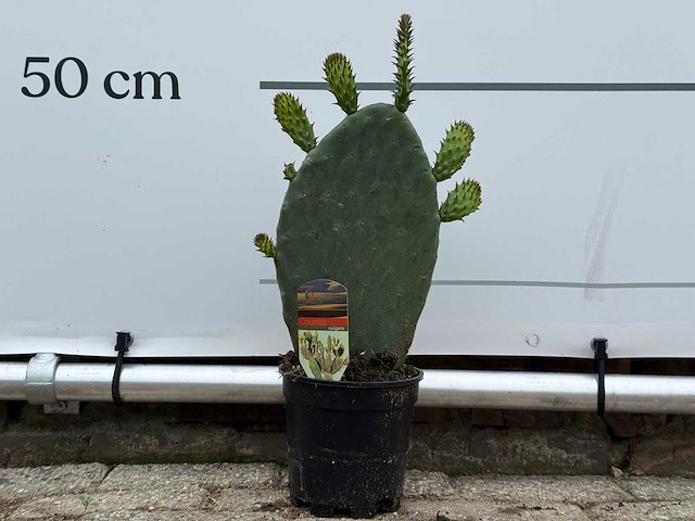 Vijgcactus - opuntia vulgaris - hoogte ca. 50 cm - afbeelding 1 van  7