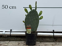 Vijgcactus - opuntia vulgaris - hoogte ca. 50 cm - afbeelding 1 van  7