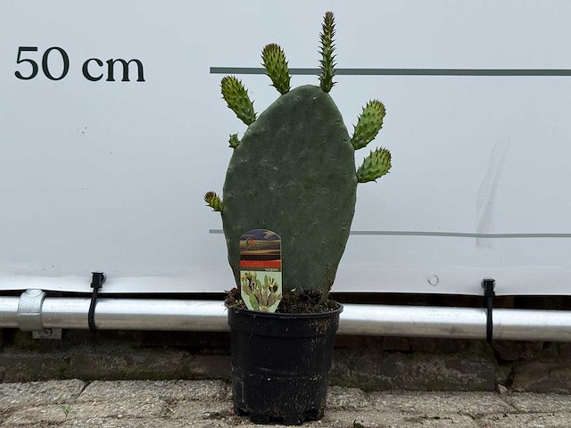 Vijgcactus - opuntia vulgaris - hoogte ca. 50 cm - afbeelding 2 van  7