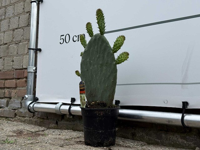 Vijgcactus - opuntia vulgaris - hoogte ca. 50 cm - afbeelding 3 van  7