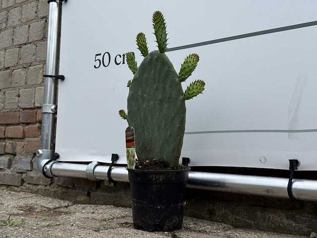 Vijgcactus - opuntia vulgaris - hoogte ca. 50 cm - afbeelding 4 van  7