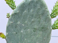 Vijgcactus - opuntia vulgaris - hoogte ca. 50 cm - afbeelding 7 van  7