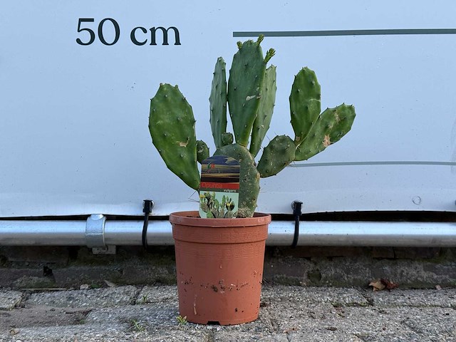 Vijgcactus - opuntia vulgaris - hoogte ca. 50 cm - afbeelding 1 van  4
