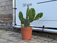 Vijgcactus - opuntia vulgaris - hoogte ca. 50 cm - afbeelding 3 van  4