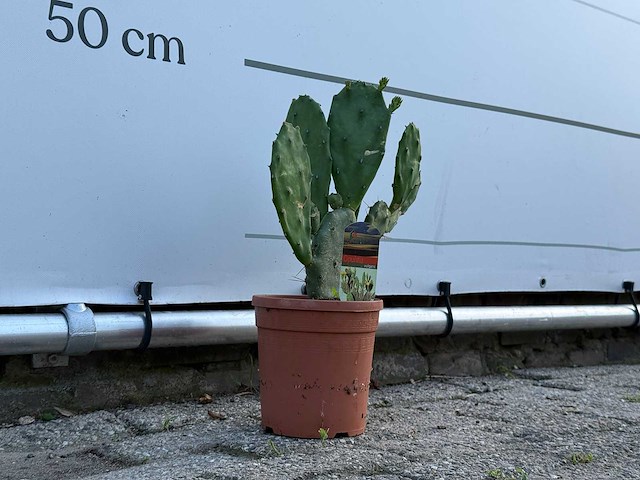 Vijgcactus - opuntia vulgaris - hoogte ca. 50 cm - afbeelding 4 van  4