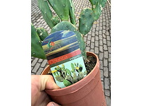 Vijgcactus - opuntia vulgaris - hoogte ca. 50 cm - afbeelding 2 van  4
