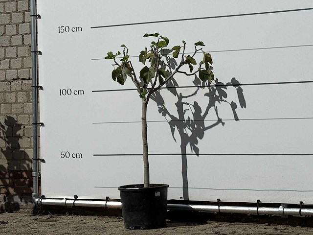 Vijgenboom - ficus carica - hoogte ca. 130 cm - afbeelding 2 van  3