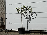 Vijgenboom - ficus carica - hoogte ca. 130 cm - afbeelding 2 van  3