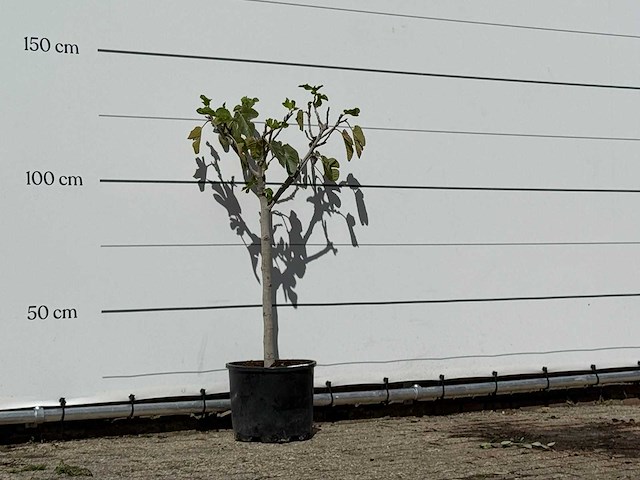 Vijgenboom - ficus carica - hoogte ca. 130 cm - afbeelding 3 van  3