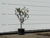 Vijgenboom - ficus carica - hoogte ca. 130 cm - afbeelding 3 van  3