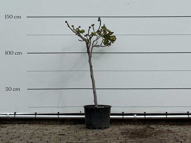 Vijgenboom - ficus carica - hoogte ca. 140 cm - afbeelding 1 van  3