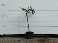 Vijgenboom - ficus carica - hoogte ca. 140 cm - afbeelding 1 van  3