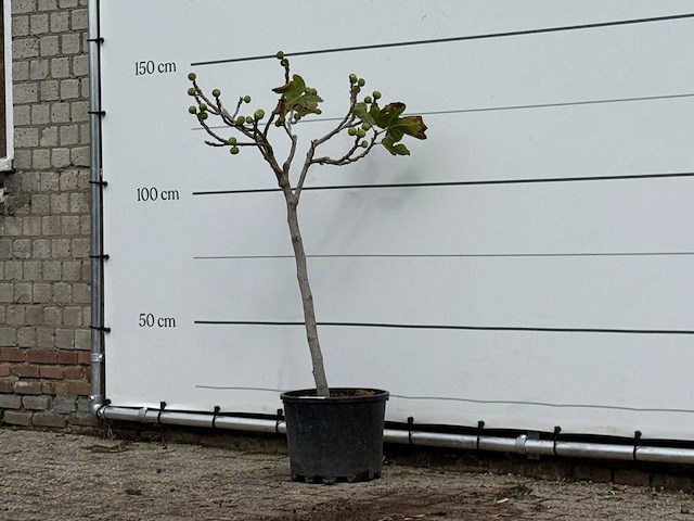 Vijgenboom - ficus carica - hoogte ca. 140 cm - afbeelding 2 van  3