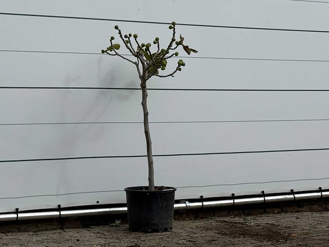 Vijgenboom - ficus carica - hoogte ca. 140 cm - afbeelding 3 van  3