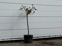 Vijgenboom - ficus carica - hoogte ca. 140 cm - afbeelding 3 van  3