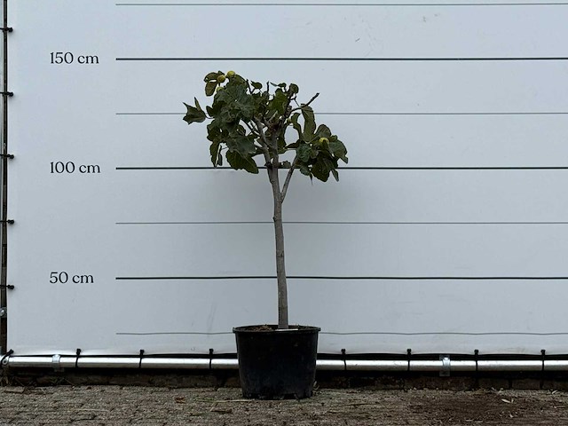 Vijgenboom - ficus carica - hoogte ca. 140 cm - afbeelding 1 van  3