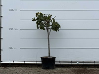 Vijgenboom - ficus carica - hoogte ca. 140 cm - afbeelding 1 van  3
