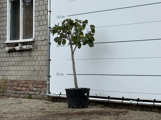Vijgenboom - ficus carica - hoogte ca. 140 cm - afbeelding 2 van  3