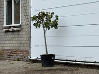 Vijgenboom - ficus carica - hoogte ca. 140 cm - afbeelding 2 van  3