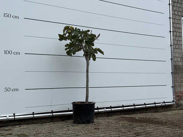 Vijgenboom - ficus carica - hoogte ca. 140 cm - afbeelding 3 van  3