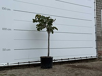 Vijgenboom - ficus carica - hoogte ca. 140 cm - afbeelding 3 van  3