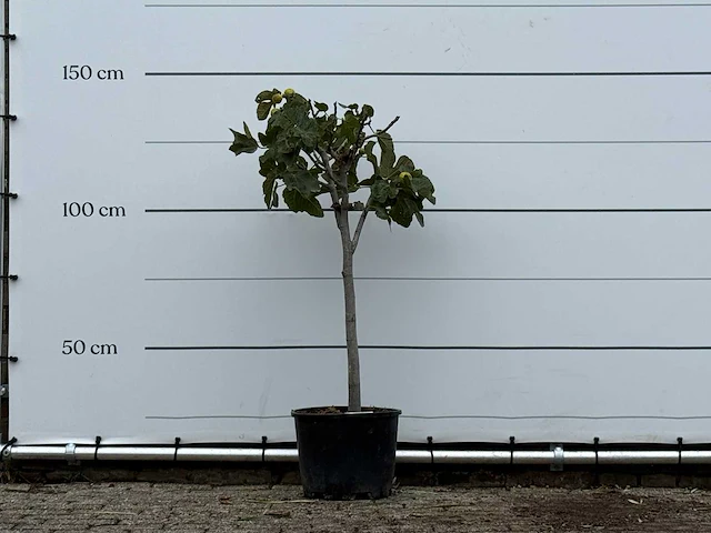 Vijgenboom - ficus carica - hoogte ca. 140 cm - afbeelding 1 van  3