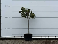 Vijgenboom - ficus carica - hoogte ca. 140 cm