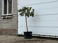Vijgenboom - ficus carica - hoogte ca. 140 cm - afbeelding 2 van  3