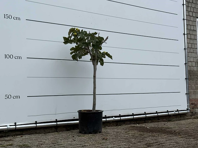 Vijgenboom - ficus carica - hoogte ca. 140 cm - afbeelding 3 van  3