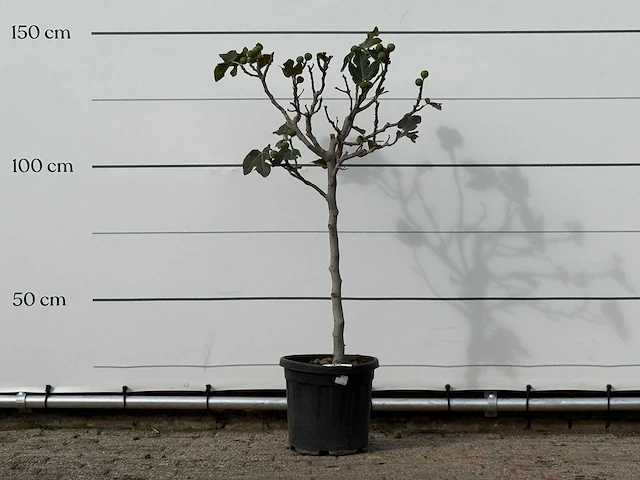 Vijgenboom - ficus carica - hoogte ca. 140 cm - afbeelding 1 van  2