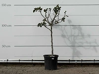Vijgenboom - ficus carica - hoogte ca. 140 cm