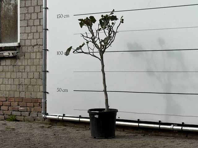 Vijgenboom - ficus carica - hoogte ca. 140 cm - afbeelding 2 van  2