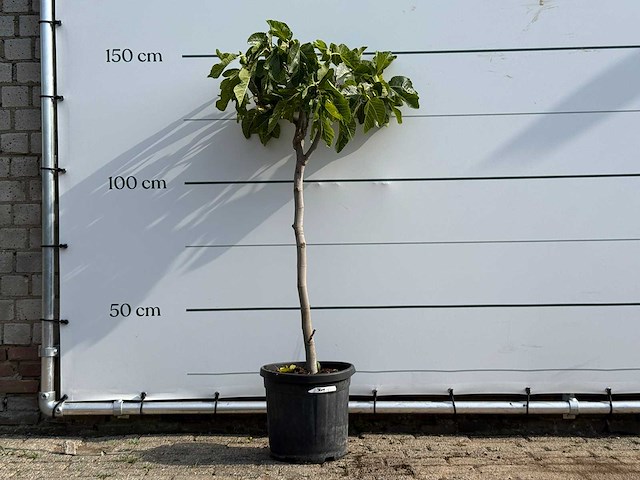 Vijgenboom - ficus carica - hoogte ca. 150 cm - afbeelding 1 van  3