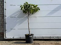 Vijgenboom - ficus carica - hoogte ca. 150 cm - afbeelding 1 van  3