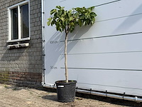 Vijgenboom - ficus carica - hoogte ca. 150 cm - afbeelding 2 van  3