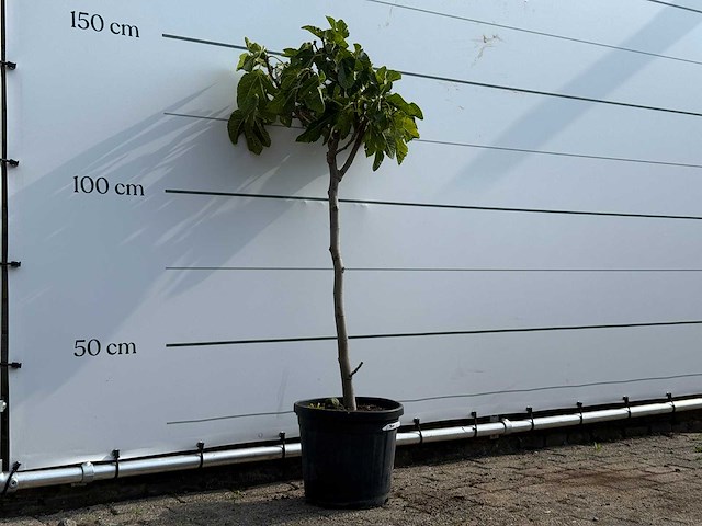 Vijgenboom - ficus carica - hoogte ca. 150 cm - afbeelding 3 van  3