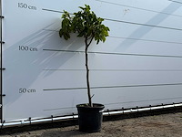 Vijgenboom - ficus carica - hoogte ca. 150 cm - afbeelding 3 van  3
