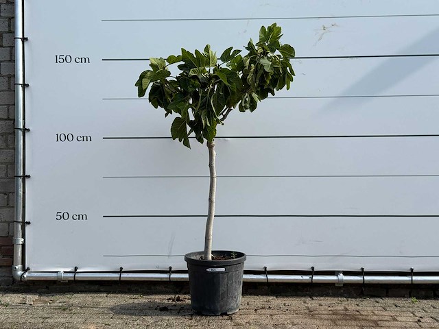 Vijgenboom - ficus carica - hoogte ca. 150 cm - afbeelding 1 van  3