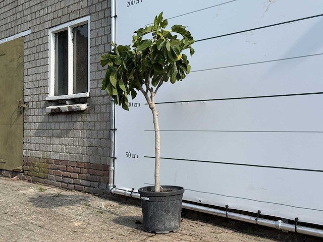 Vijgenboom - ficus carica - hoogte ca. 150 cm - afbeelding 2 van  3