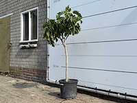Vijgenboom - ficus carica - hoogte ca. 150 cm - afbeelding 2 van  3