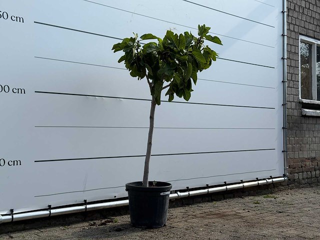 Vijgenboom - ficus carica - hoogte ca. 150 cm - afbeelding 3 van  3