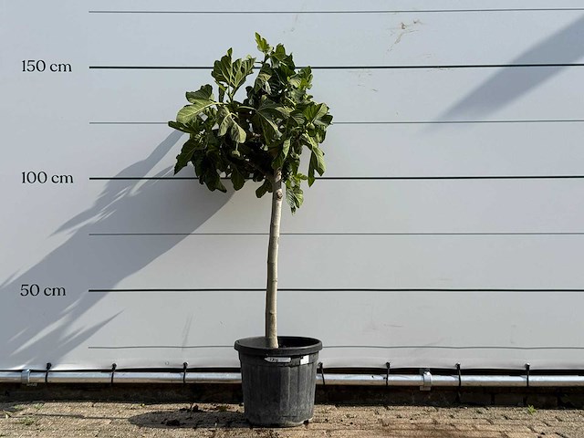 Vijgenboom - ficus carica - hoogte ca. 150 cm - afbeelding 1 van  3