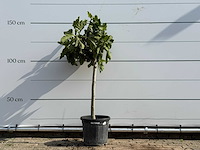 Vijgenboom - ficus carica - hoogte ca. 150 cm - afbeelding 1 van  3