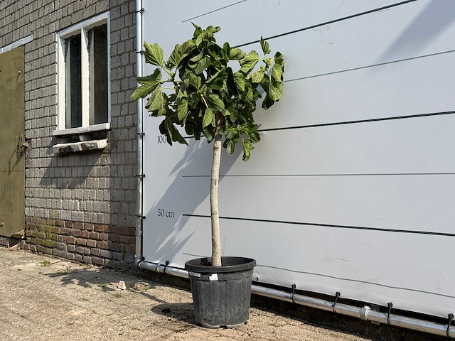 Vijgenboom - ficus carica - hoogte ca. 150 cm - afbeelding 2 van  3