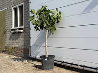 Vijgenboom - ficus carica - hoogte ca. 150 cm - afbeelding 2 van  3