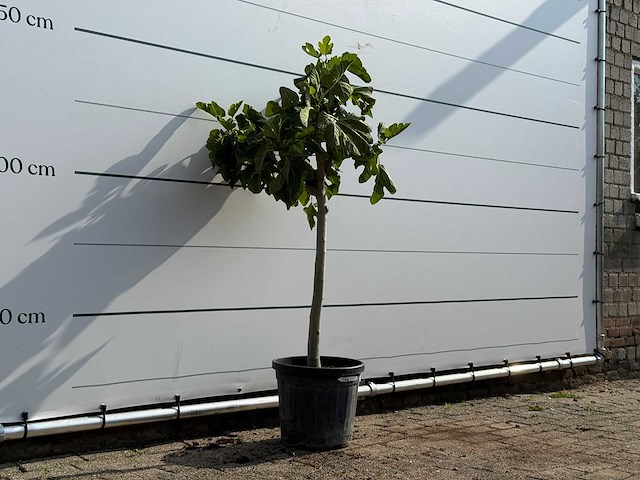 Vijgenboom - ficus carica - hoogte ca. 150 cm - afbeelding 3 van  3