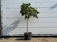 Vijgenboom - ficus carica - hoogte ca. 150 cm - afbeelding 1 van  3