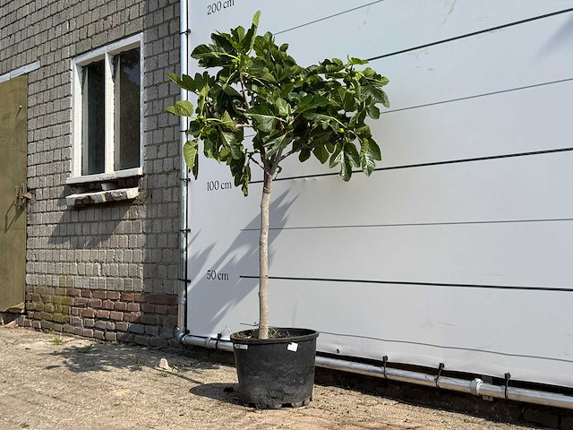 Vijgenboom - ficus carica - hoogte ca. 150 cm - afbeelding 2 van  3